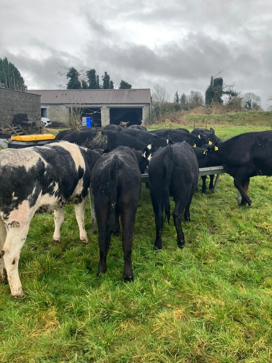 Yearling Heifers - Image 3