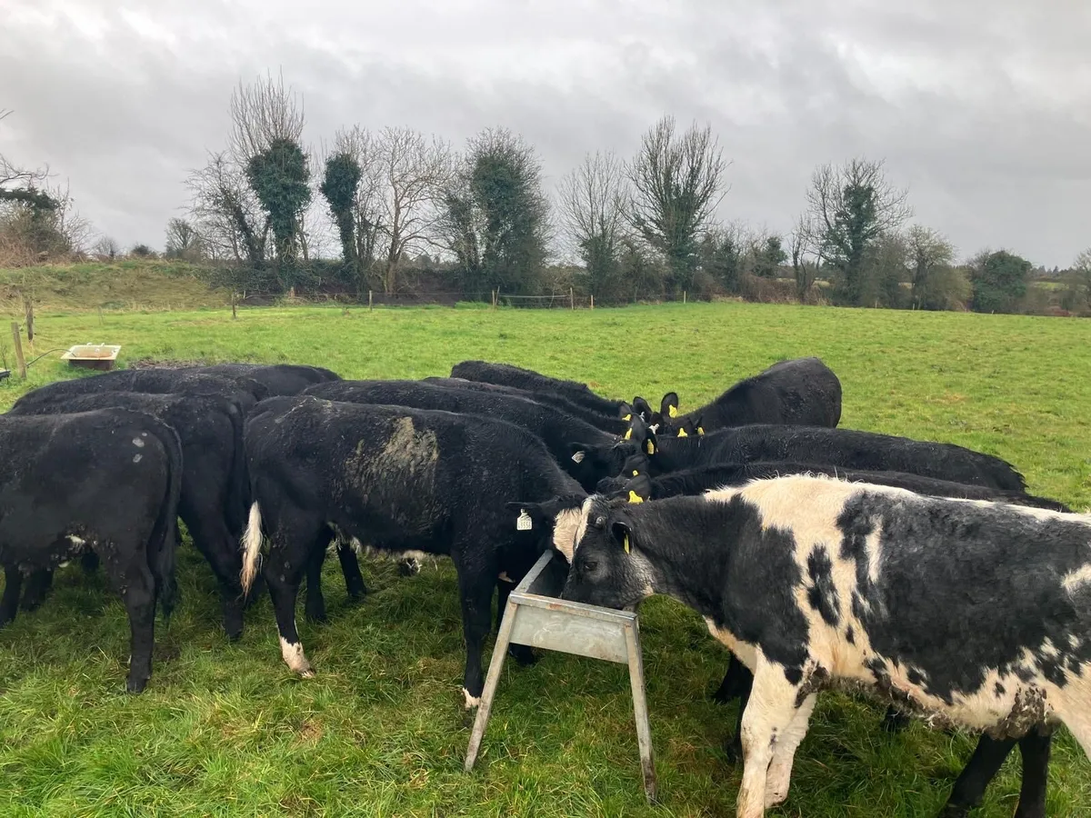 Yearling Heifers - Image 4