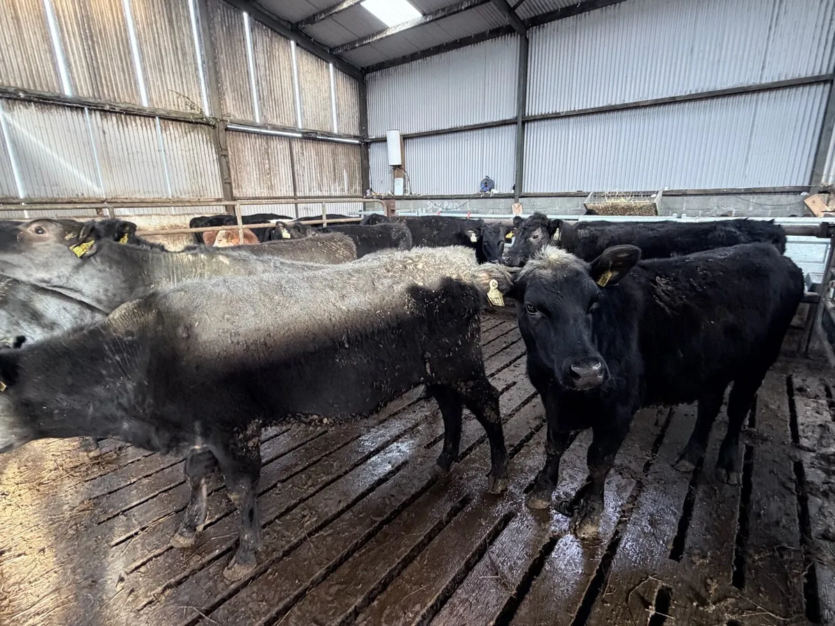 Angus Yearlings - Image 1