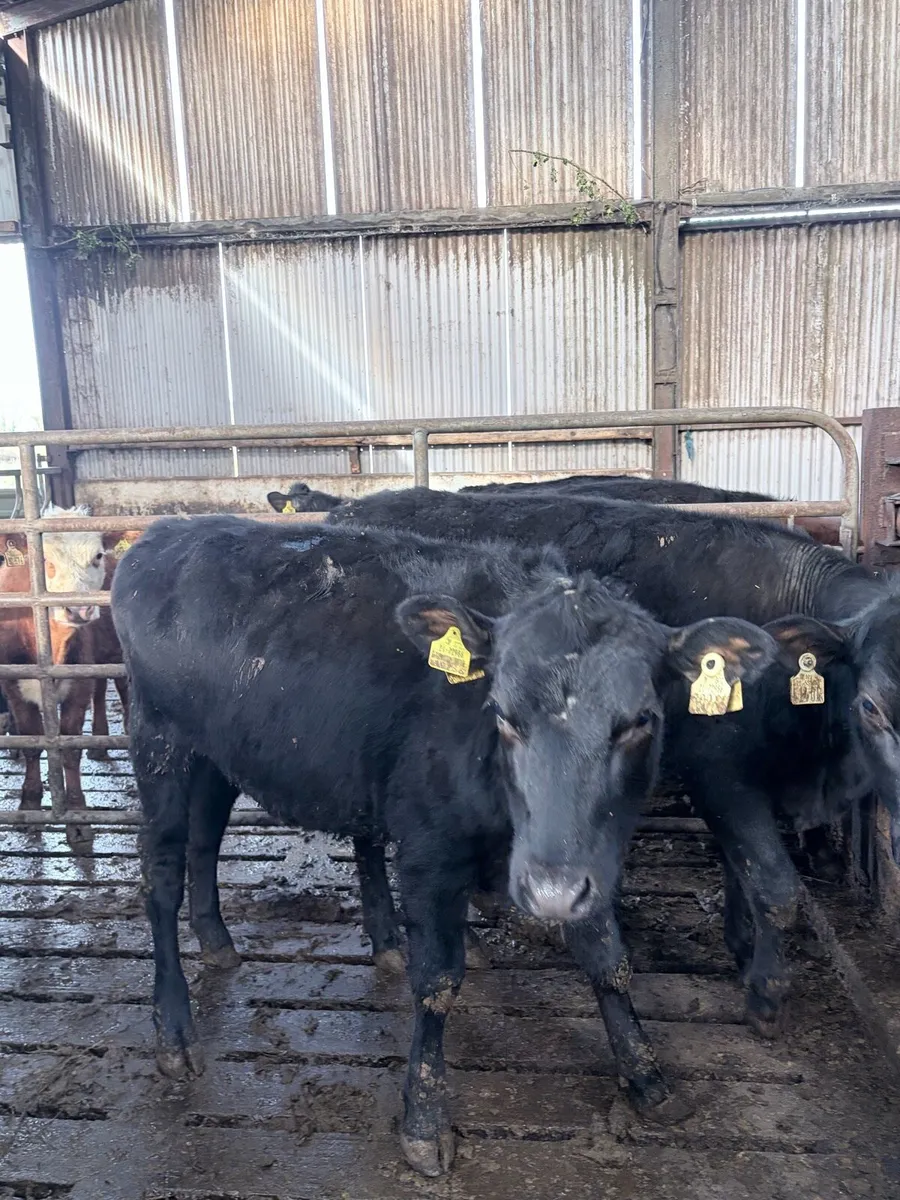 Angus Yearlings - Image 2