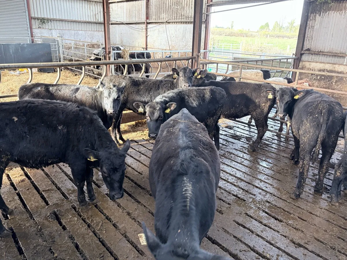 Angus Yearlings - Image 4