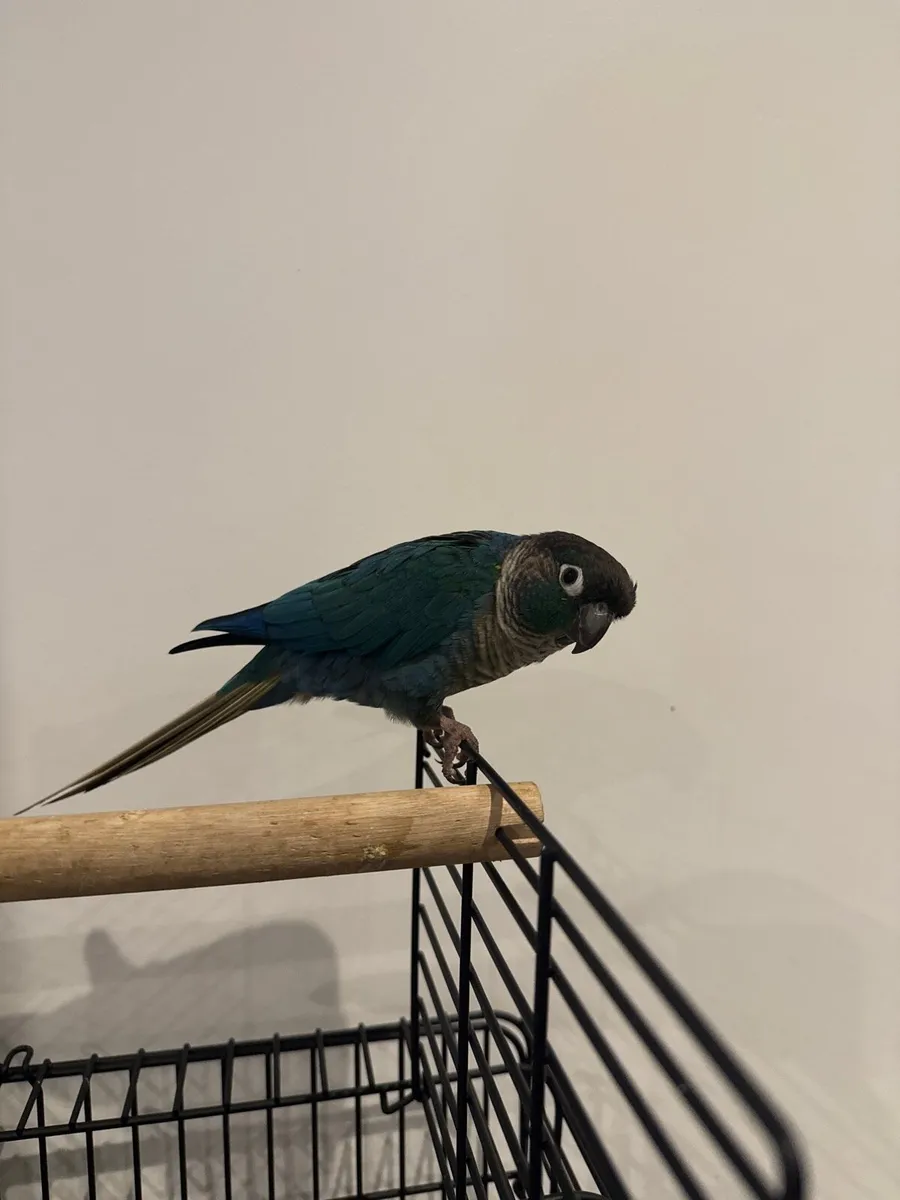 Mutation conure