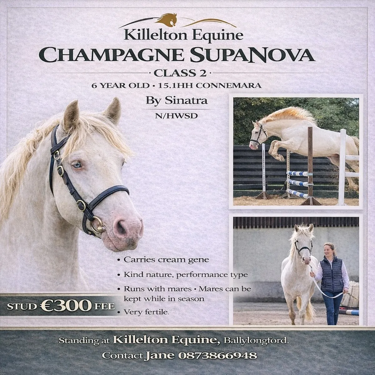 Selection of Connemara Stallion's - Image 1