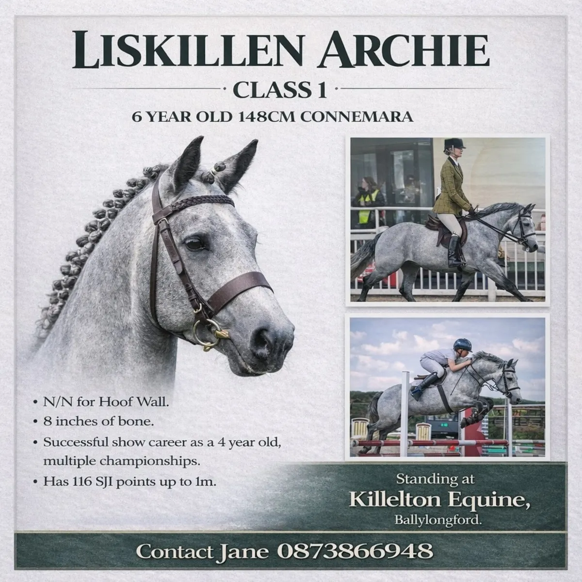 Selection of Connemara Stallion's - Image 2