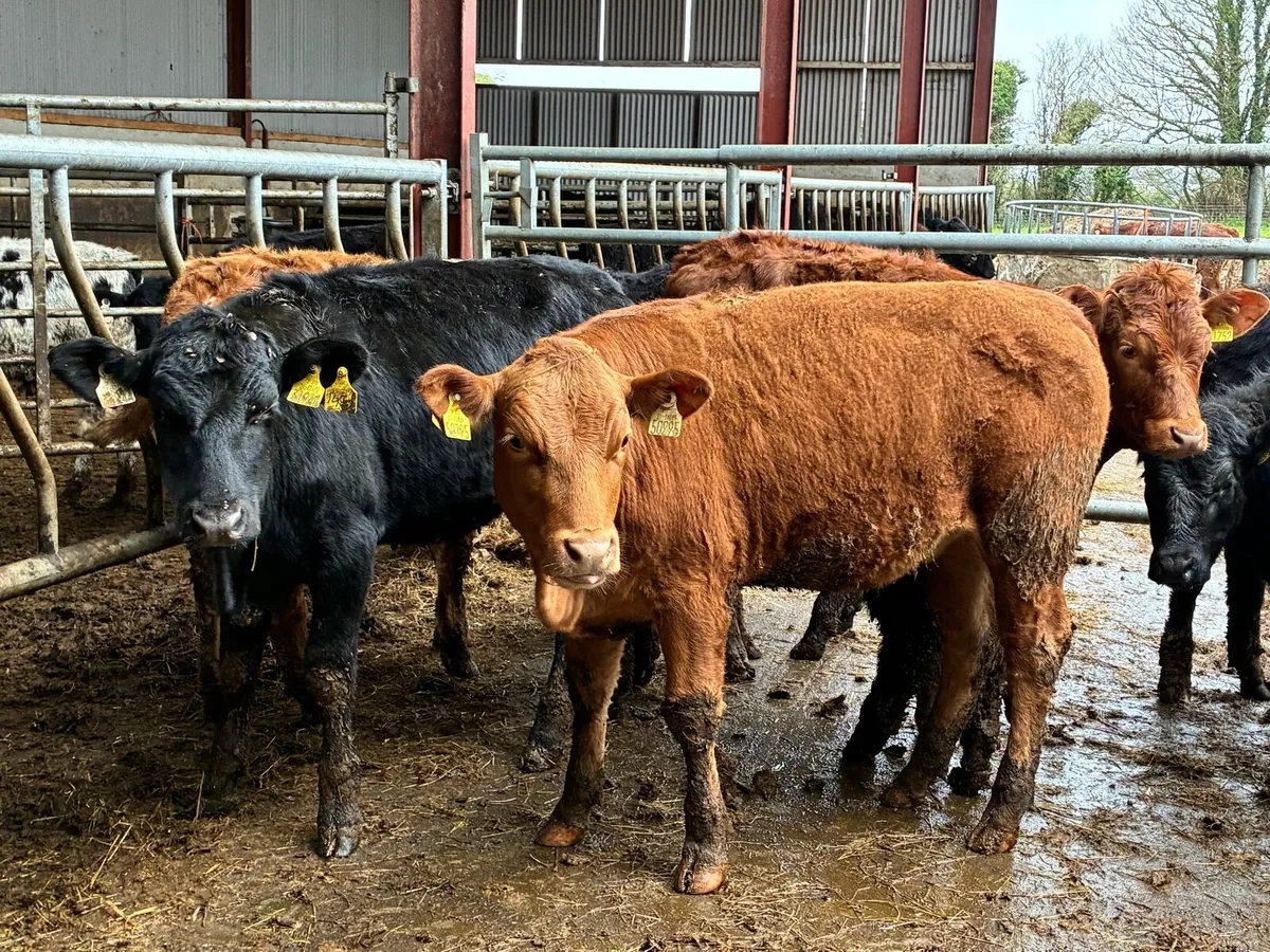 10 lovely heifer weanlings for sale - Image 1