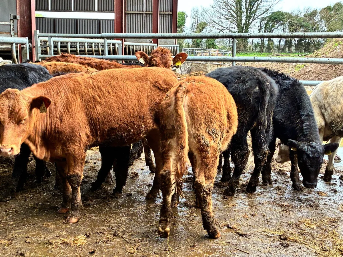 10 lovely heifer weanlings for sale - Image 4