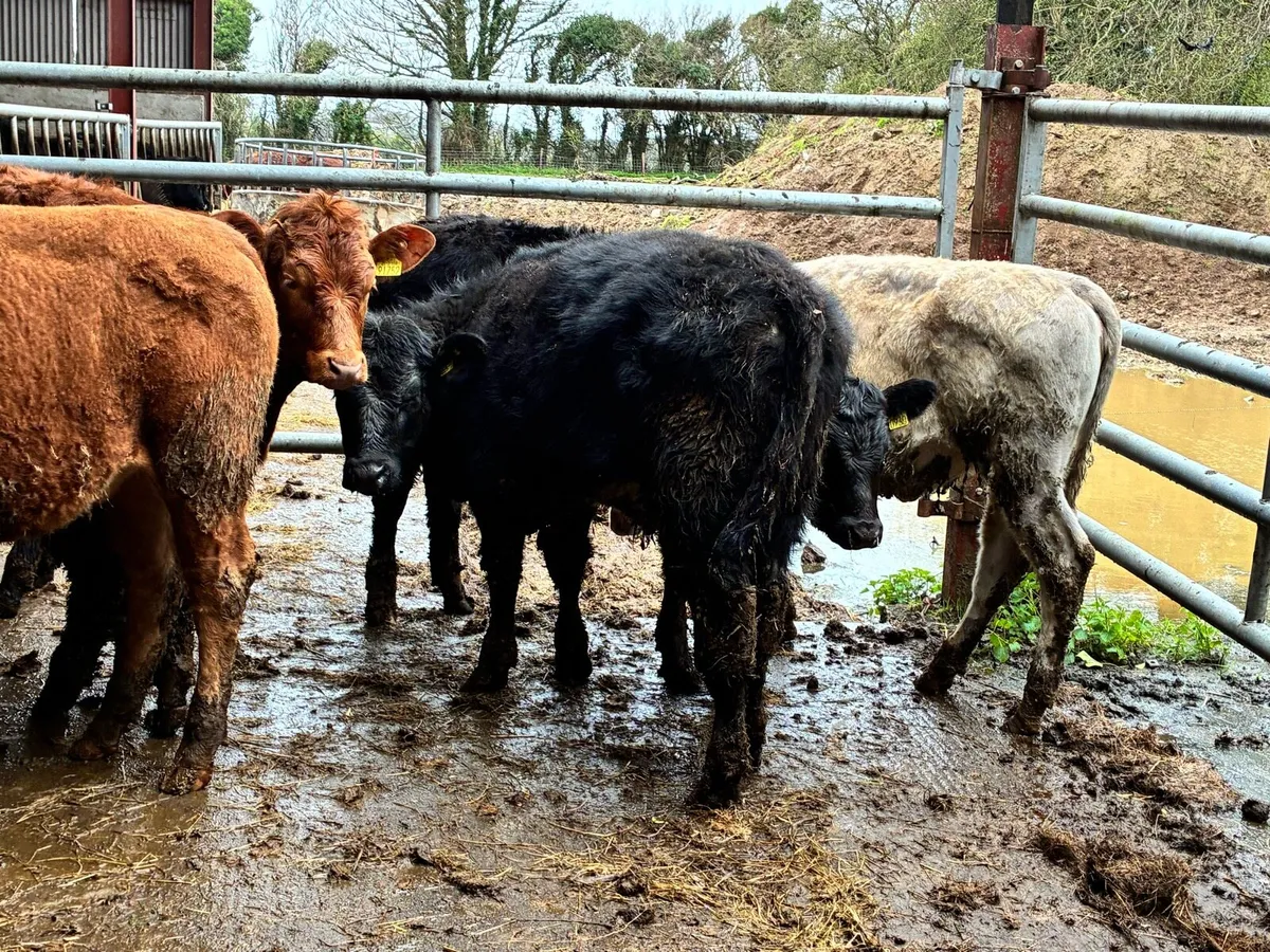 10 lovely heifer weanlings for sale - Image 2