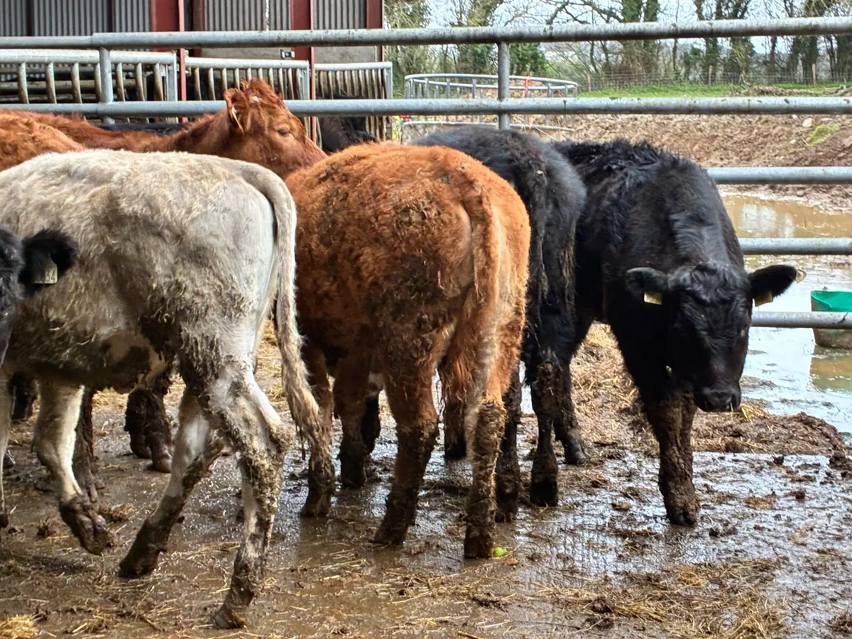 10 lovely heifer weanlings for sale - Image 3