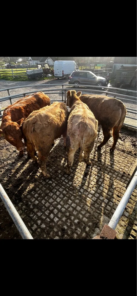 Heifers - Image 2