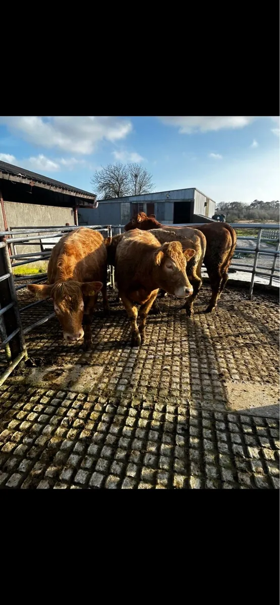 Heifers - Image 3