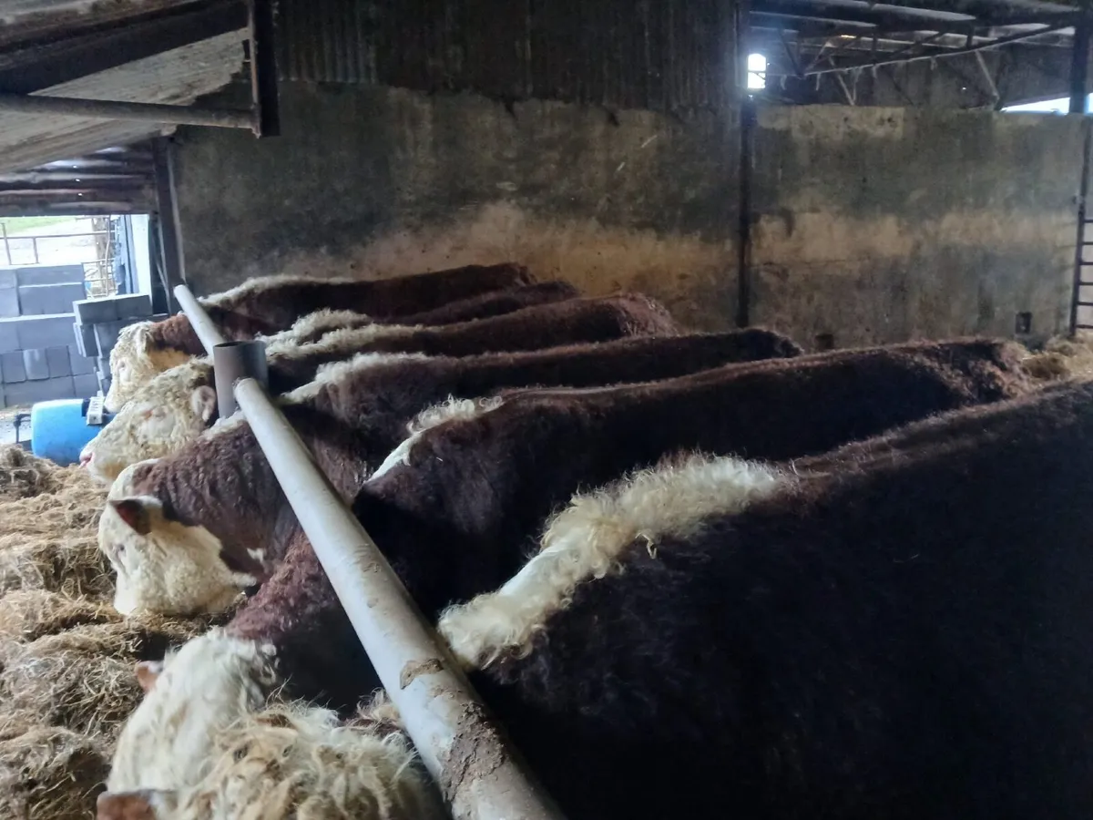 Pedigree Registered Purebred Hereford Bulls - Image 1