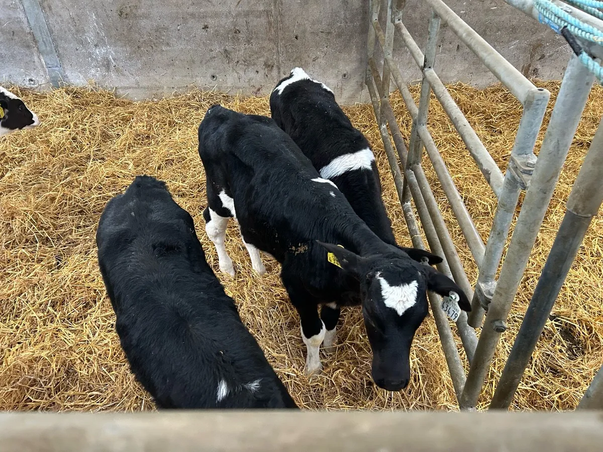 Calves off milk Angus bulls heifers fresian bulls - Image 2