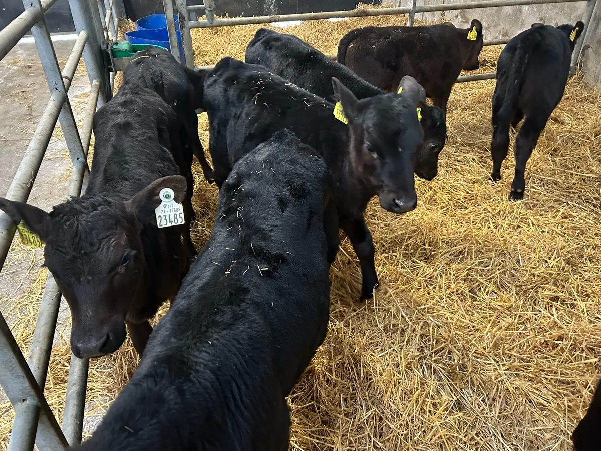 Calves off milk Angus bulls heifers fresian bulls - Image 1