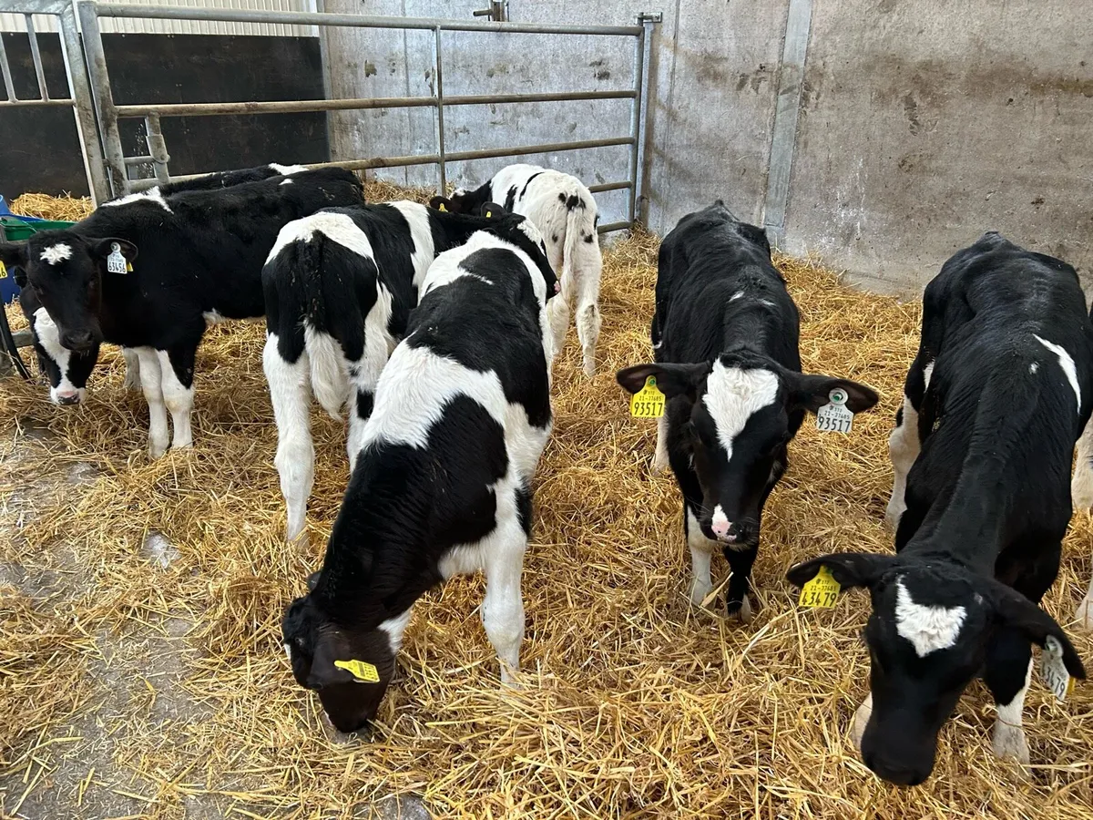 Calves off milk Angus bulls heifers fresian bulls - Image 3