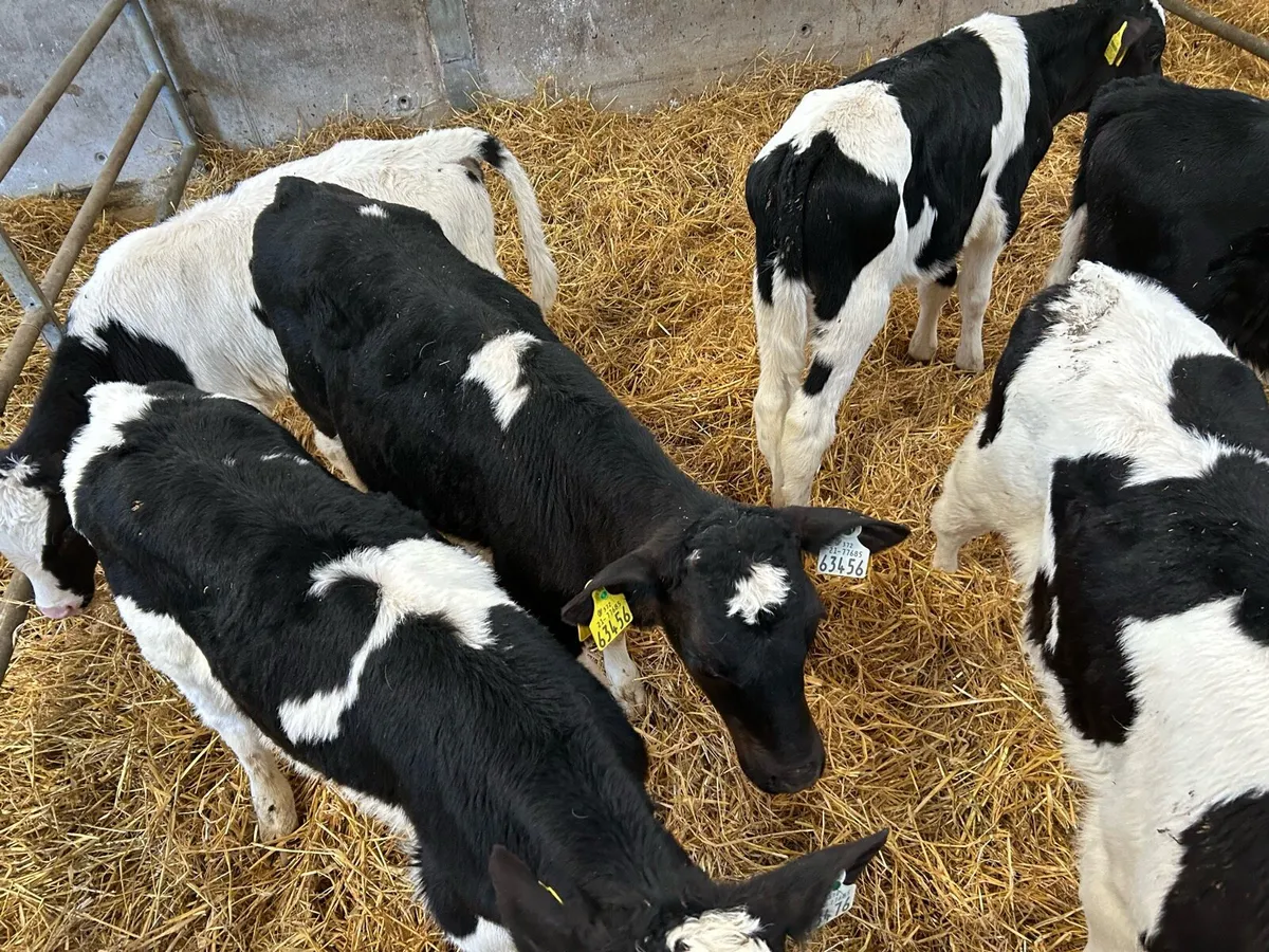 Calves off milk Angus bulls heifers fresian bulls - Image 4