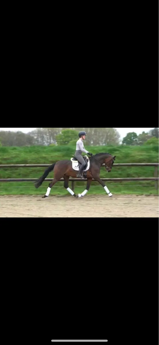 Licensed German Stallion pony - Image 3