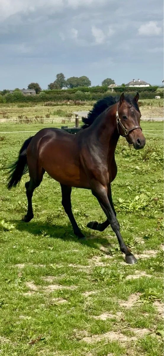 Licensed German Stallion pony - Image 4