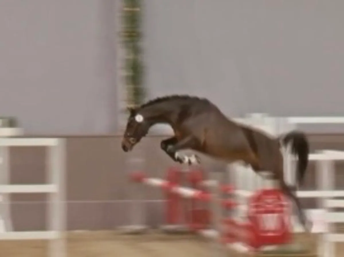 Licensed German pony stallion - Image 3