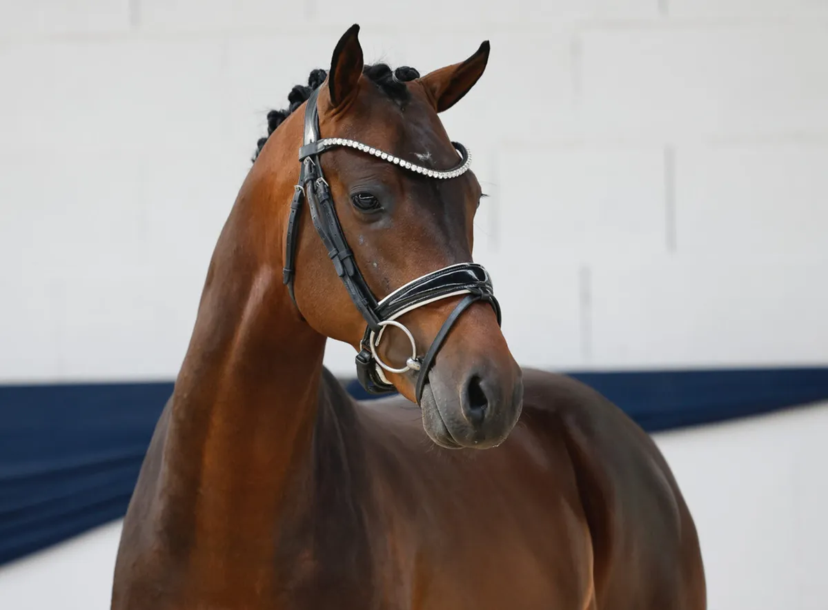 Licensed German Stallion pony - Image 1