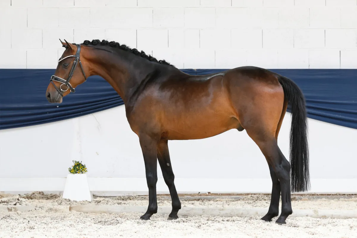 Licensed German Stallion pony - Image 2