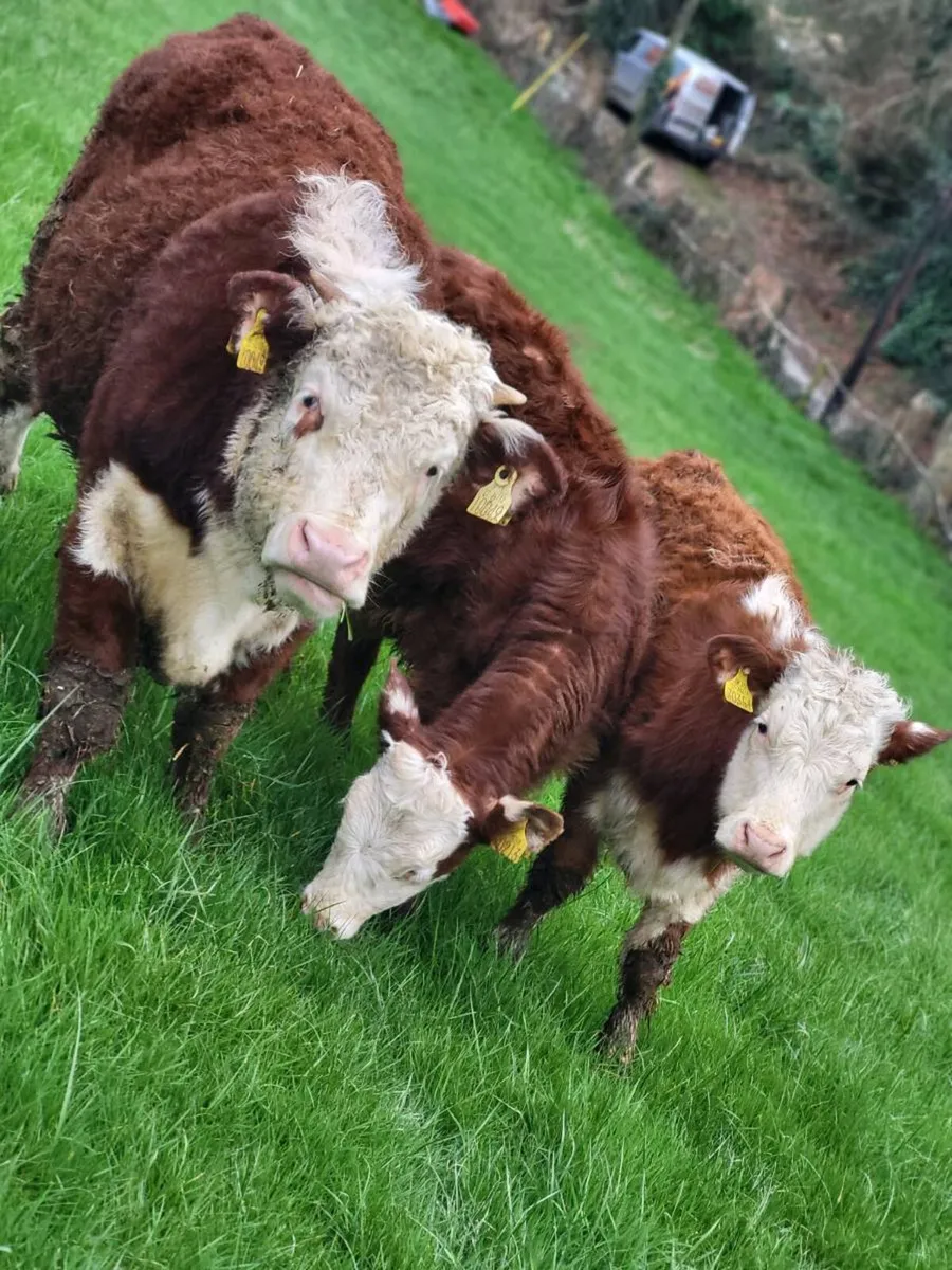 Herefords pedigree - Image 1