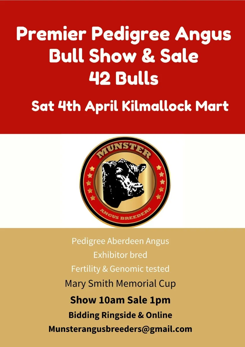 Premier Angus Bull Sale Sat Apr 4th - Image 1