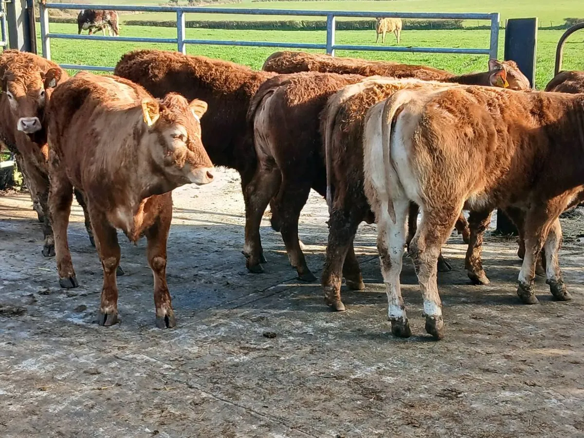 8 Top Quailty   Heifer's for sale - Image 2
