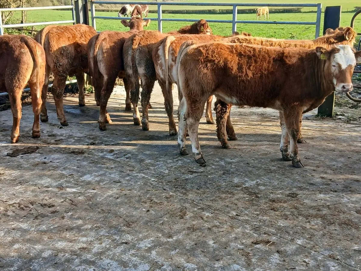 8 Top Quailty   Heifer's for sale - Image 1
