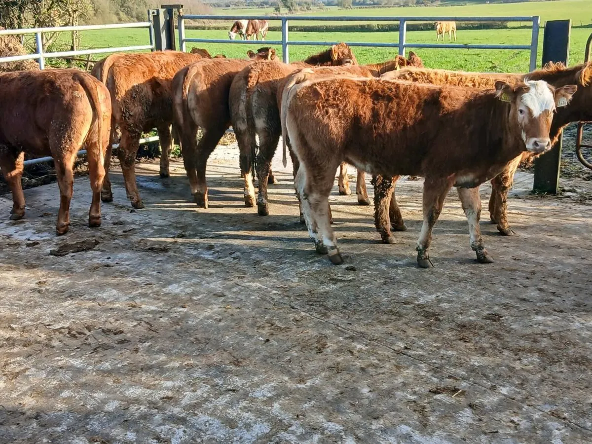8 Top Quailty   Heifer's for sale - Image 4