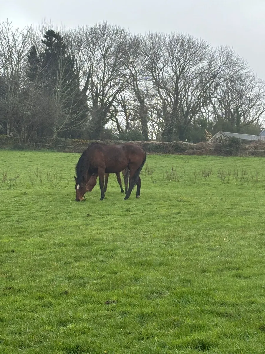 15.2 broodmare 15years old - Image 2