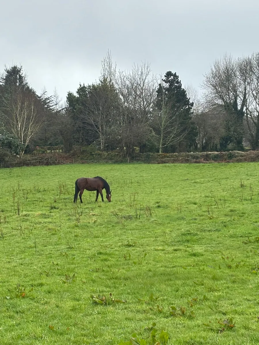 15.2 broodmare 15years old - Image 3