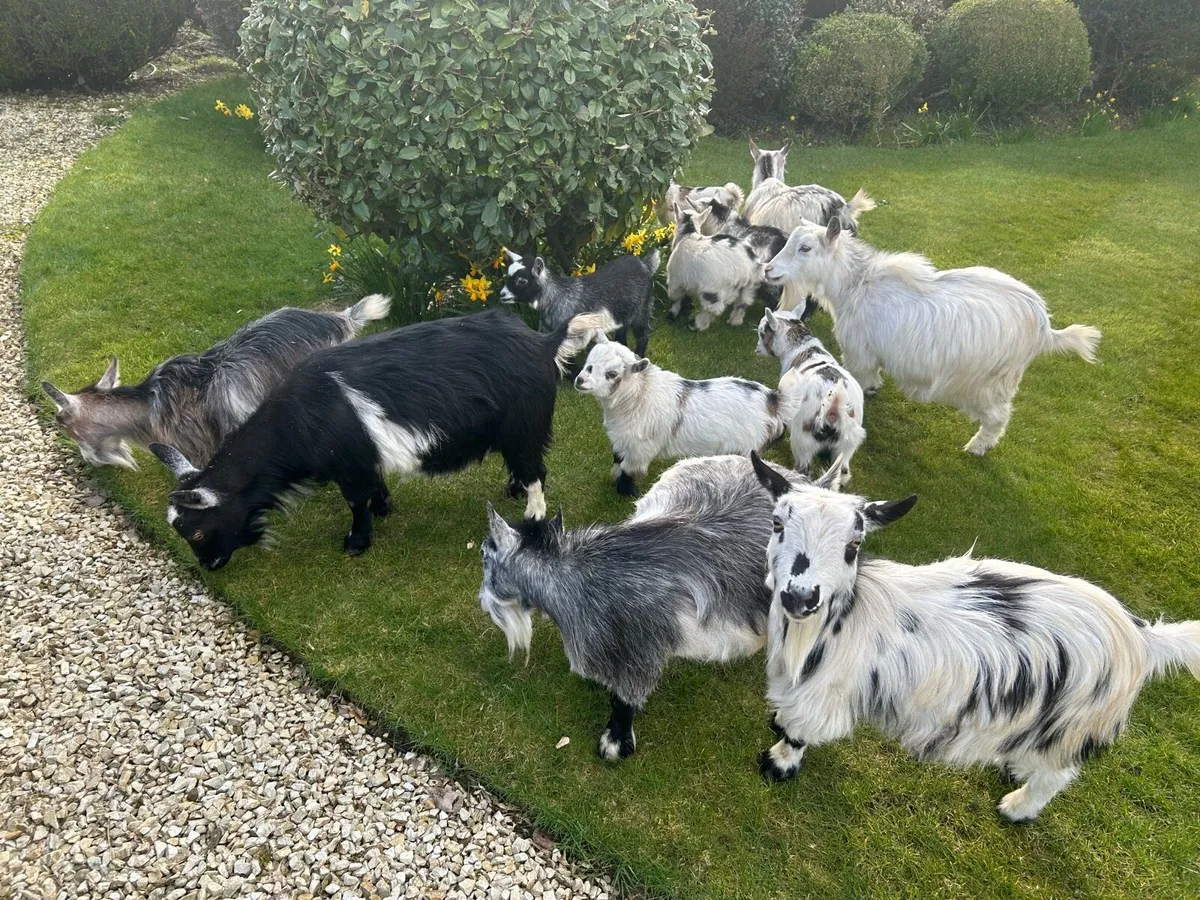 Pet Poly Pygmy Goats - Image 3