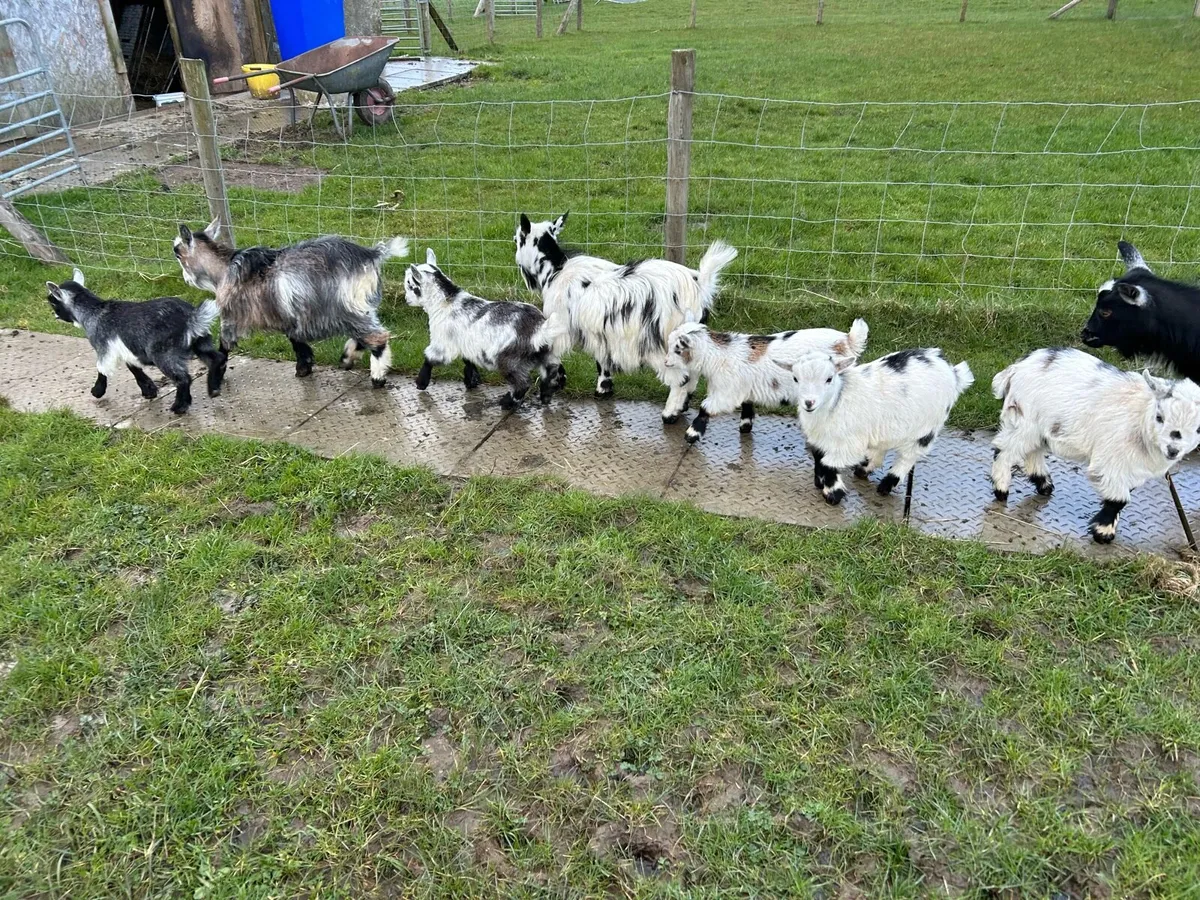 Pet Poly Pygmy Goats - Image 4