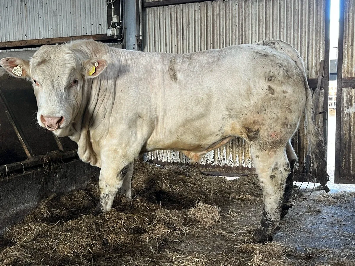 Serious 5 star Charolais bull - Image 1