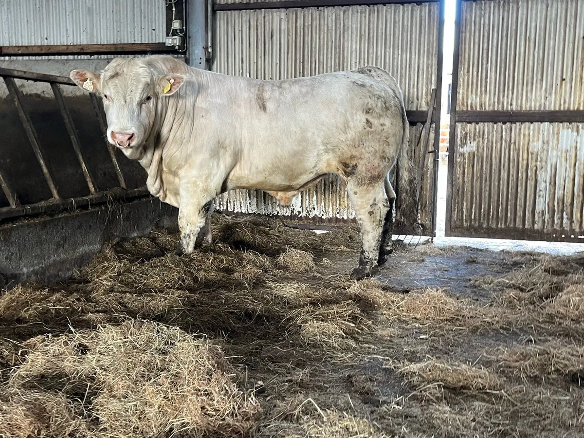 Serious 5 star Charolais bull - Image 2