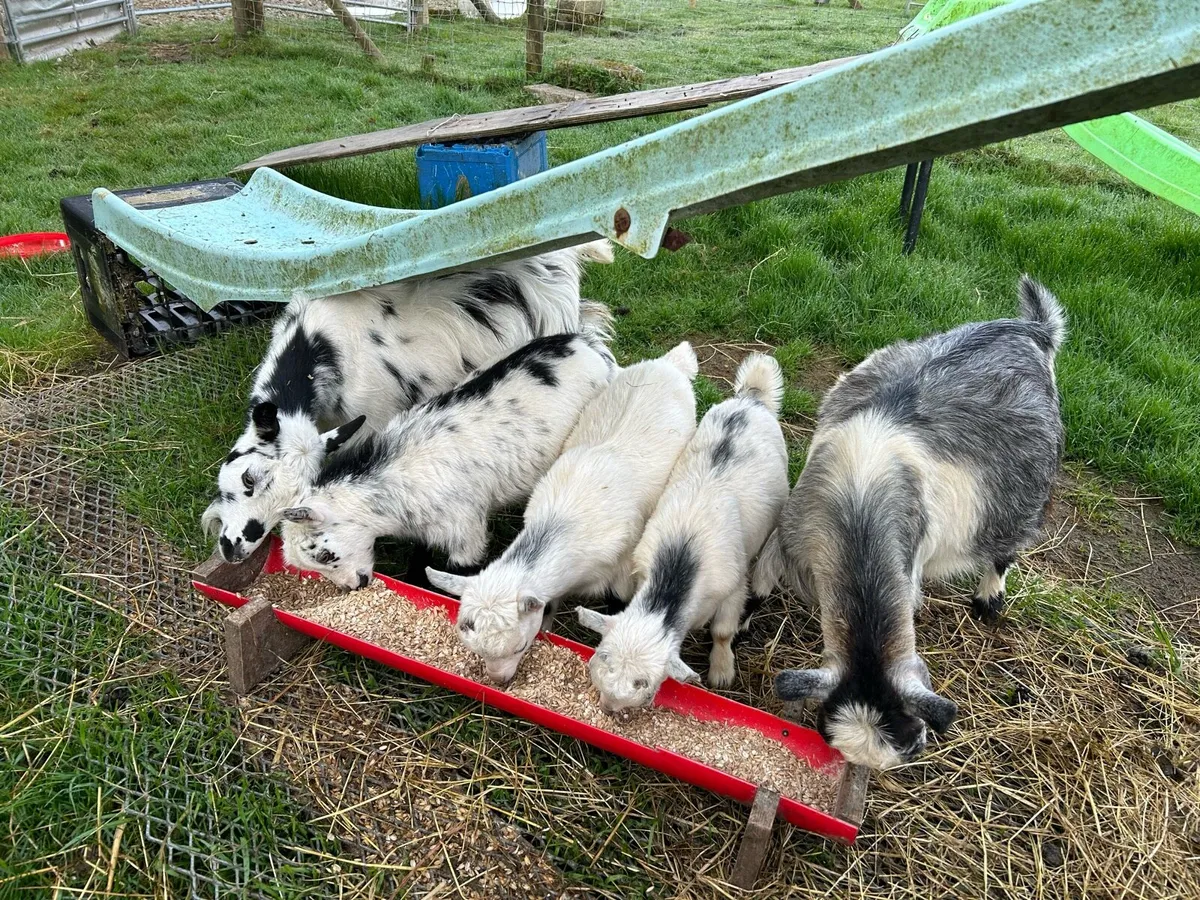 Pet Poly Pygmy Goats - Image 1