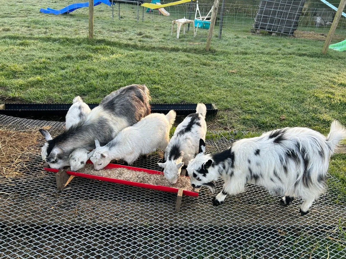 Pet Poly Pygmy Goats - Image 2