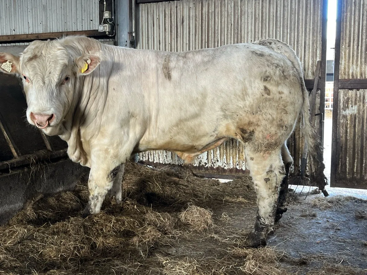 Serious 5 star Charolais bull - Image 4
