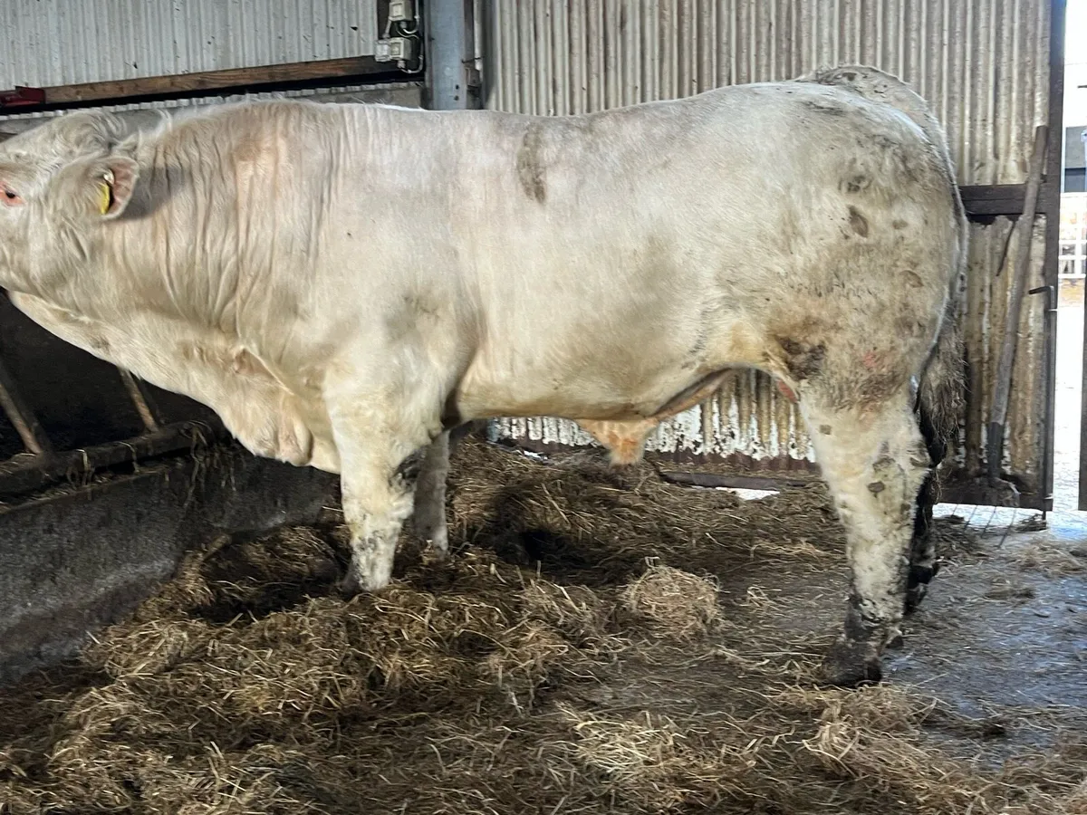 Serious 5 star Charolais bull - Image 3