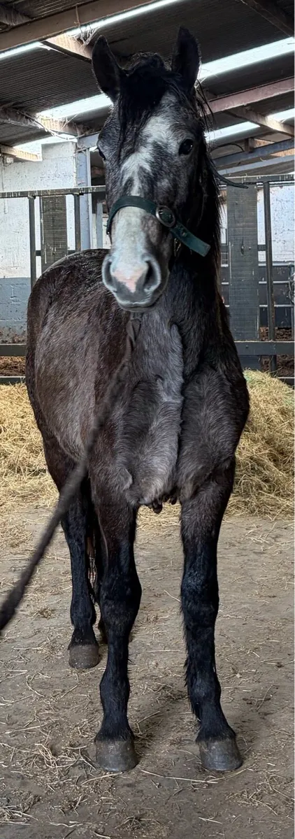 Pony gelding 3 years old - Image 4