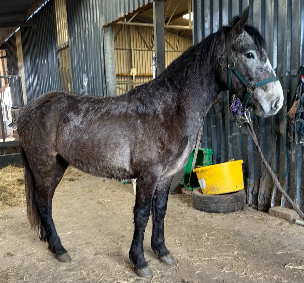 Pony gelding 3 years old - Image 2