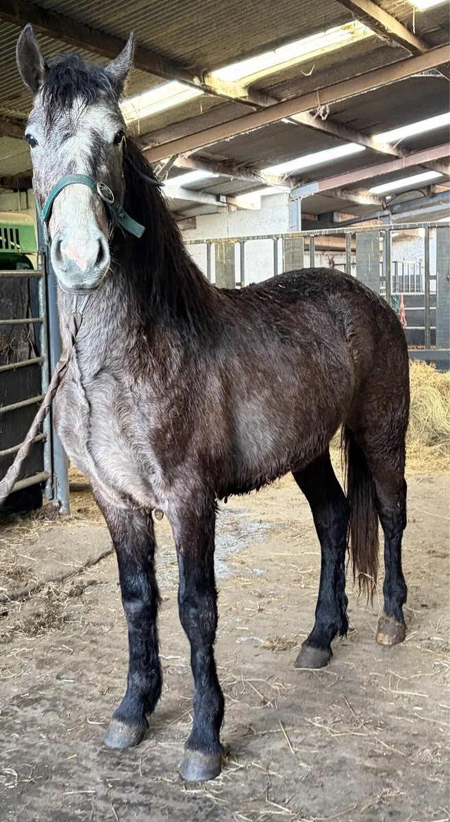 Pony gelding 3 years old - Image 3