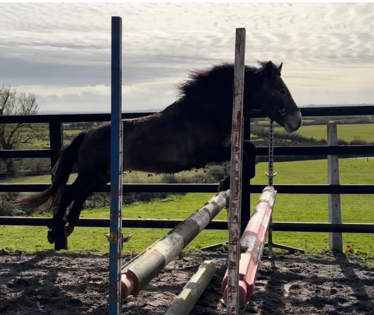 Pony gelding 3 years old - Image 1