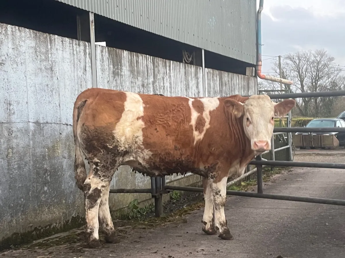 Simmental heifer - Image 1