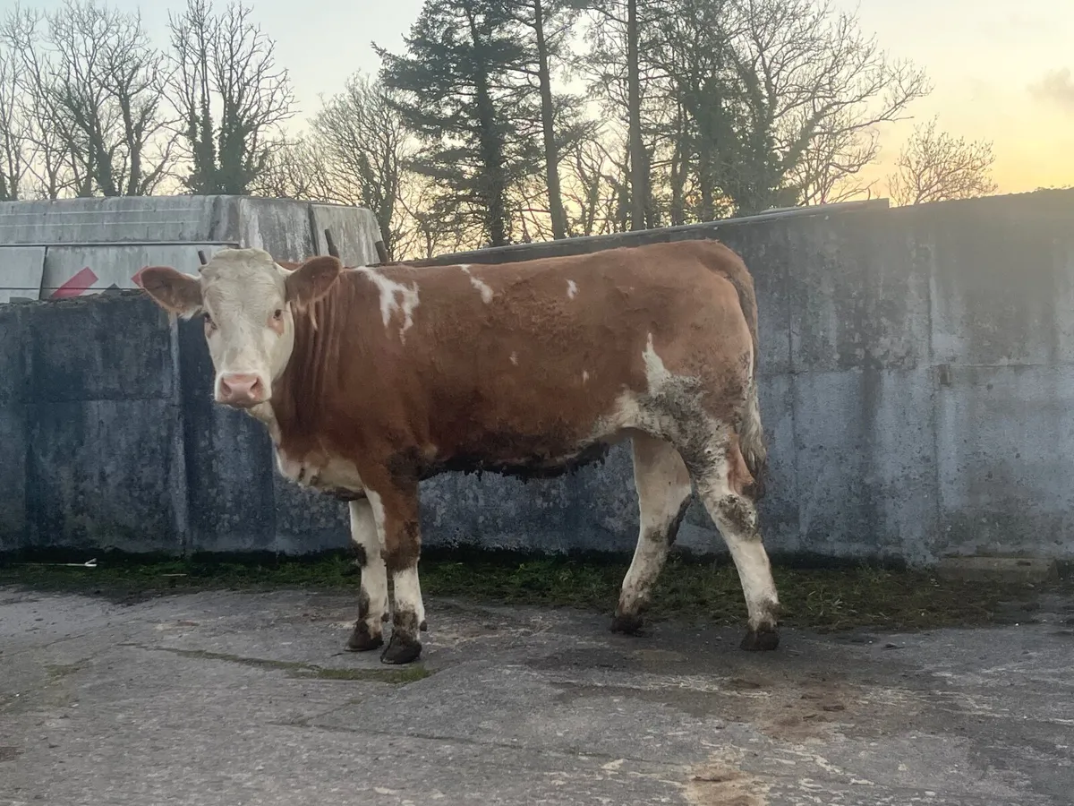 Simmental heifer - Image 3