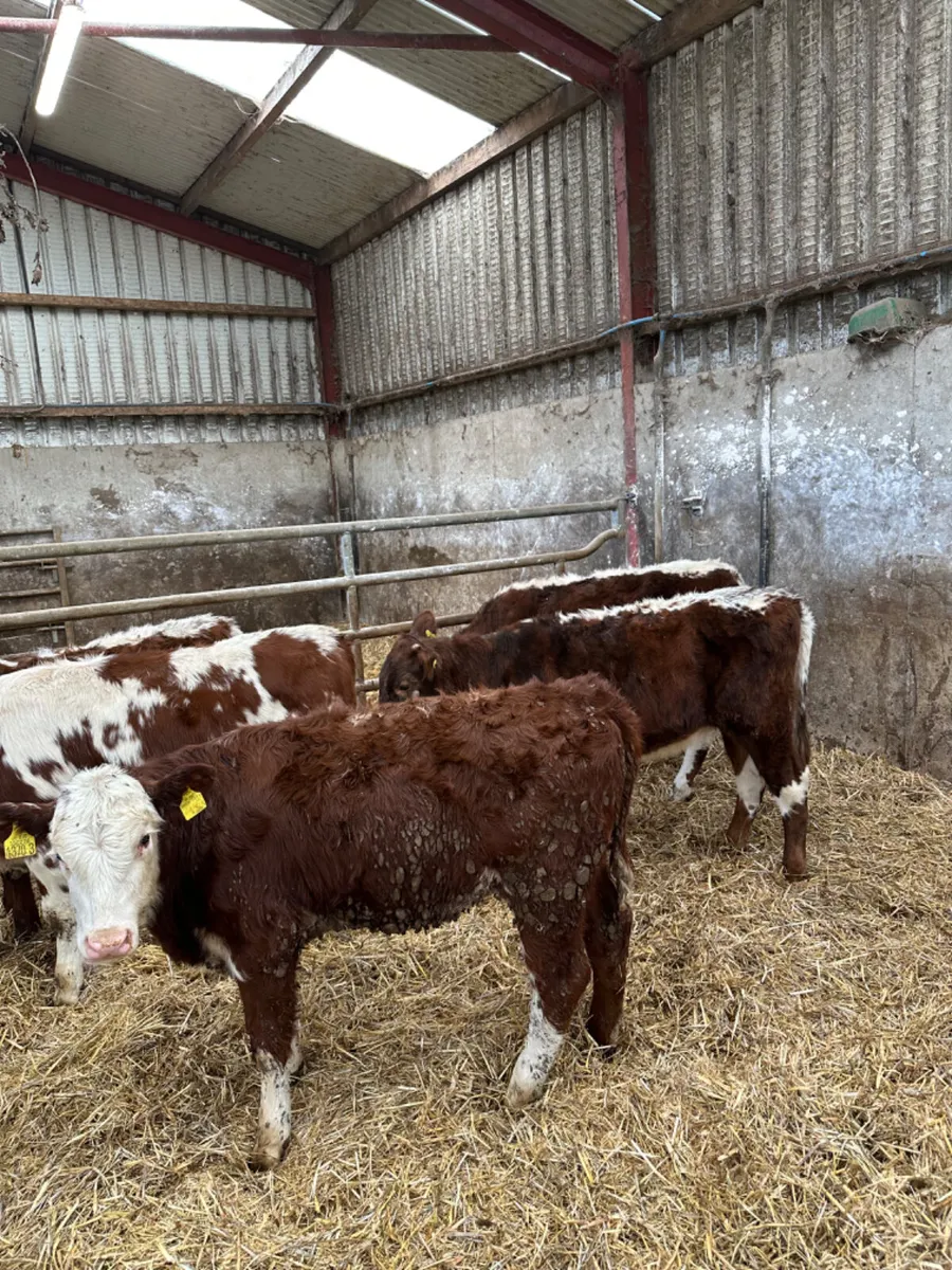 Cow makers - Image 1