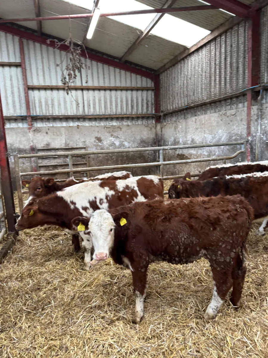 Cow makers - Image 2