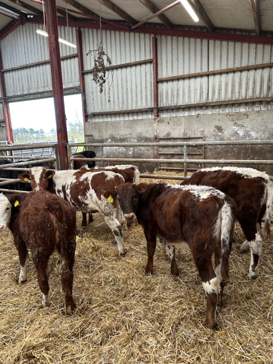 Cow makers - Image 3