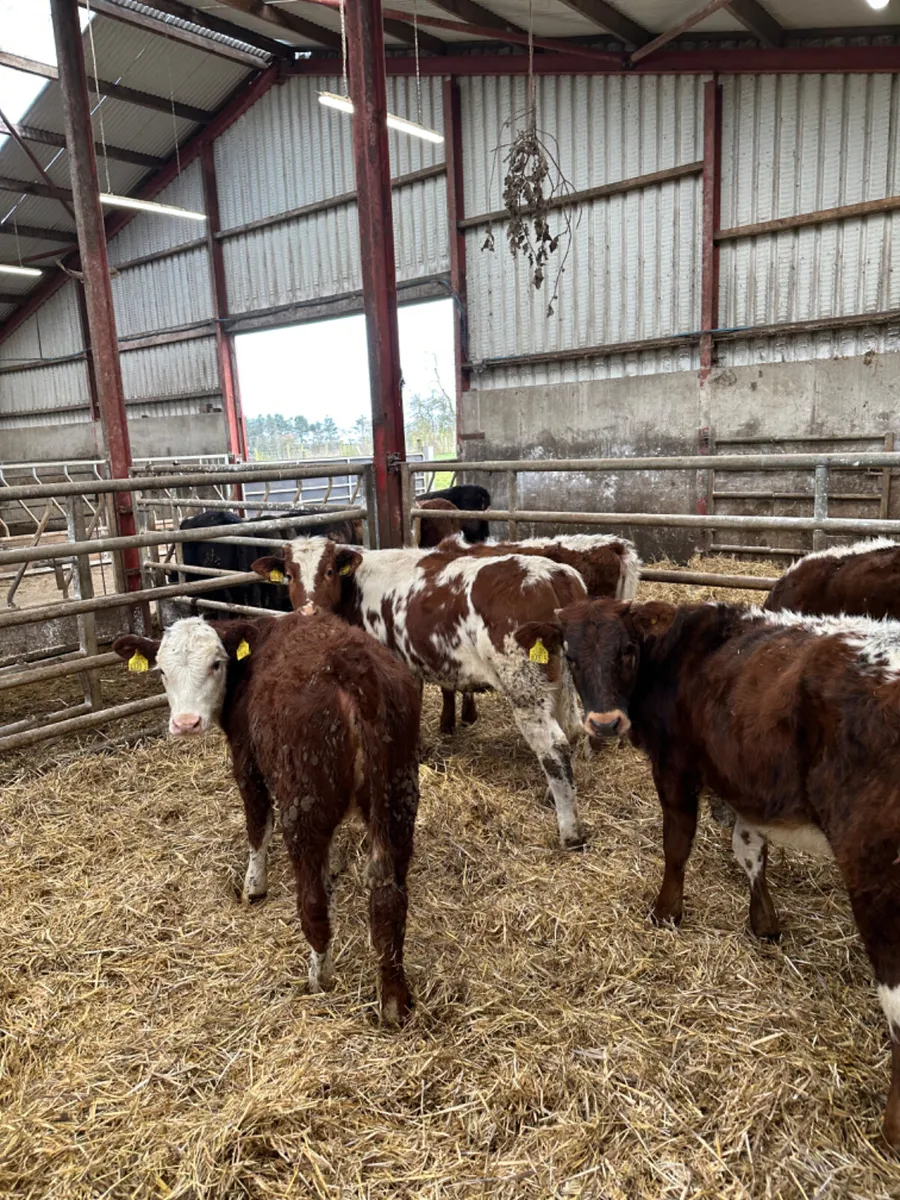 Cow makers - Image 4