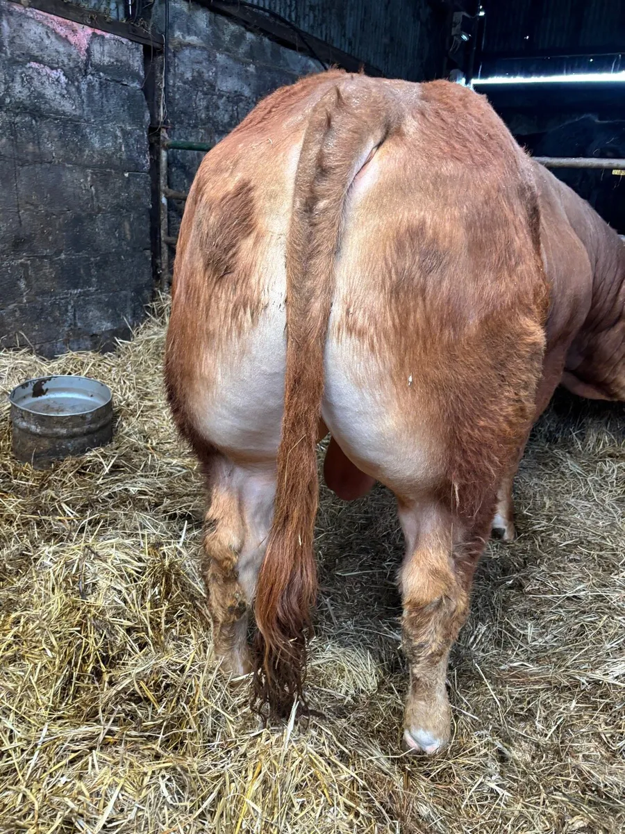 Limousin Bull Ampertaine Elgin x Gamin x Clonlara - Image 2